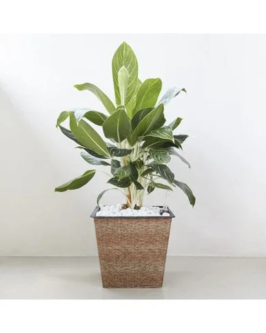 12″ Brown and Black Thin Square Smart Self-Watering Planter