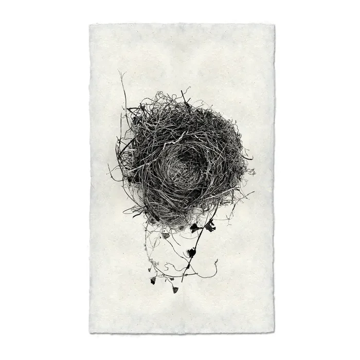 Nest Study 3 Photography Art (size + style options)