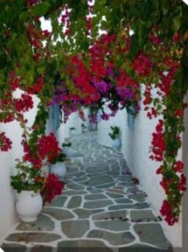 Pink and White Bougainvillea Path Outdoor Canvas Rectangular Wall Art Decor 40″ x 30″